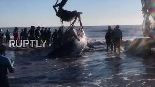 Argentina: Two stranded humpback whales rescued on Atlantic coast