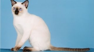 Тонкинез, или тонкинская кошка (Tonkinese cat) породы кошек( Slide show)!