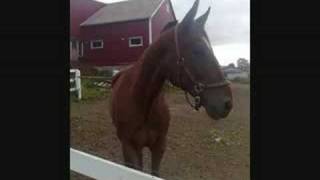 Star - horses