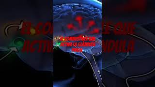 El combustible que activa la glándula pineal