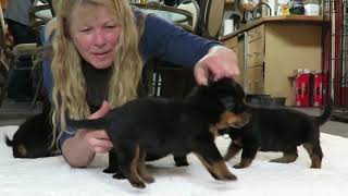MVI 3720 - Carma & Nero pups - 25 days old