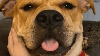 Clingy dog thinks this woman exists just for her