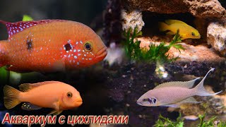 Аквариум с цихлидами