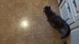 Кот Просит Есть / cat asking for food