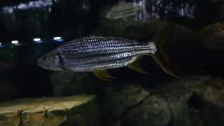 Magnificent African Tigerfish Goliath and Vittatus