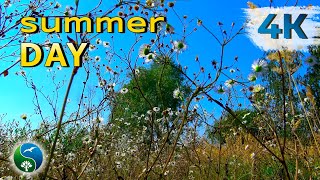 ? НЕЖНОСТЬ ЛЕТНЕГО ДНЯ ~ Летняя Природа с Музыкой и Звуками Сверчков в Ромашках