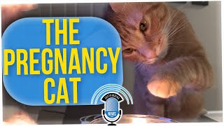 Man Blames the Cat for Getting His Wife Pregnant..??