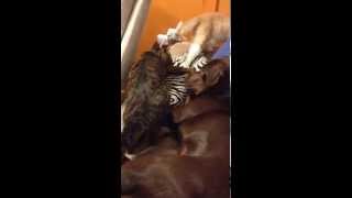 Crazy NutBall Cat