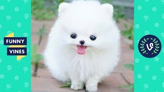 TRY NOT TO AWW! Funny and Cute Animals Videos Compilation 2018 | Funny Vines ???