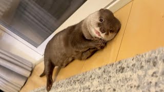 宝石をたくさん集めようとする女子らしいカワウソ A girlish otter trying to collect as many jewels as possible.