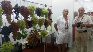 Виноград 2017 (часть 3) Севериненко. Золотая Гроздь Украины