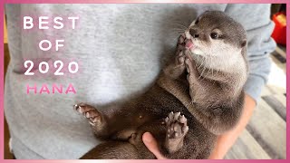 最高にかわいいカワウソハナの名場面メドレー　Otter Hana Best Moments of 2020