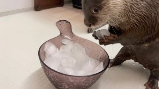 カワウソが何故か大好きな氷を大量にあげたら思考停止した 笑 I gave the otter a lot of ice, which he loves, and he stopped thinking