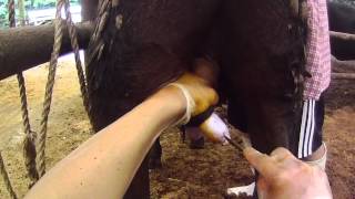 Henderson Castration
