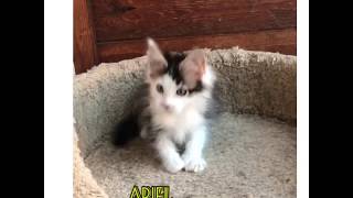 Maine Coon Ariel Katrin’s Tails *RU