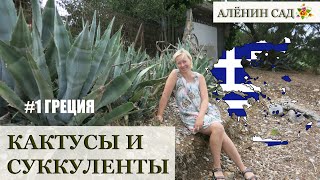 КАКТУСЫ И СУККУЛЕНТЫ, которые мне встретились в Греции / Греция #1