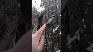 Ещё про Птичку / More about the Bird
