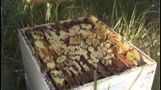 Beekeeping: Robbing the Bees.