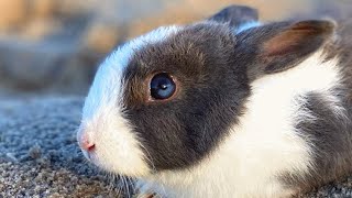 Couple buys dinner bunny for $15. And then did this to him.