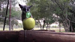 Adorable Bush Babies (Nagapies) visiting our camp