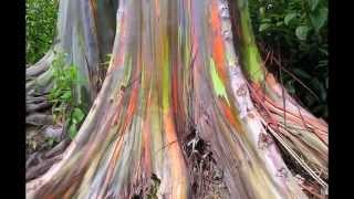 Эвкалипт. Радужный эвкалипт (Eucalyptus deglupta), Филлипины
