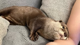 飼い主が帰宅した時のカワウソたちの様々なリアクション集！ 笑 A collection of the otter's various reactions when owner comes home!
