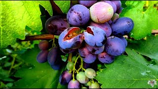 Как предотвратить растрескивание ягод винограда. Виноград 2018.