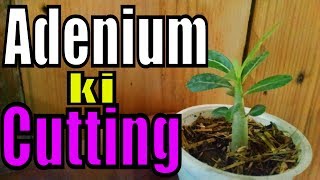 Adenium Ki Cutting Kese Lgain | Video for Gardening Lover| How to Desert Rose Cuttings