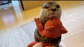 ぬいぐるみを抱くカワウソに対して何か言いたげな猫… cat trying to say something to an otter holding a stuffed animal...
