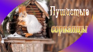Белки в парке "Зелёный Остров".  Встречи 7 и 8 января 2019 года.