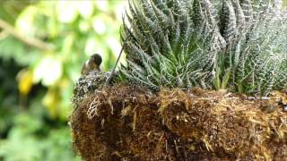 Mama Volcano Hummingbird feeding her babies