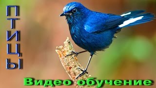 Птицы, Развивающий мультик, Фото птиц, Названия птиц, Пение птиц, Обучающее видео для детей [HD]