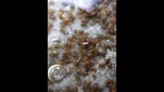 freshwater mussel reproduction in Balaton
