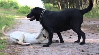 Black and White Labrador Retriever (черный и палевый лабрадор)