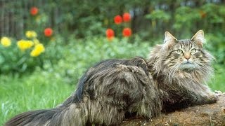 Норвежская лесная кошка - пушистая красавица