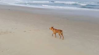 India, Goa, Kavelossim, Mobor beach