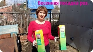 Посадка роз весной. Как посадить розу.
