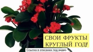 Гибридные Саженцы Плодовых Деревьев Купить