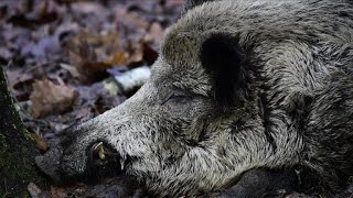 The new Berliners: wild boars thrive in German capital