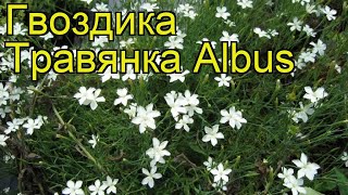 Гвоздика травянка Альбус. Краткий обзор, описание характеристик, где купить dianthus deltoides Albus