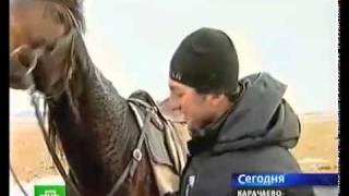 Карачаевские лошади