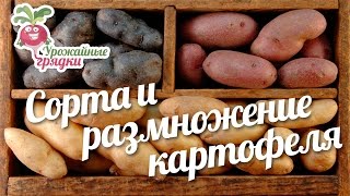 Сорта и размножение картофеля #urozhainye_gryadki