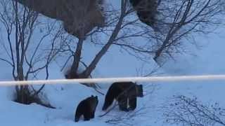 Русская бабка Прогнала медведей(Медведицу и медвежонка )