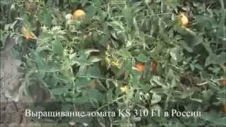 Cемена Китано. Выращивание томата KS 310 F1