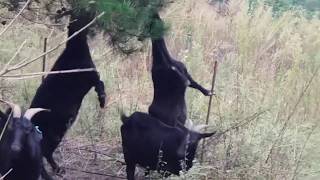 [순이네흑염소] 흑염소와 진돗개 "장군이" / Goats & Safe Guard JinDo-Dog "Janggunee" in the Sunny's Black Goat Farm