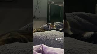 киска малышка охота на кота батончика .кошка Мура трехцветная редкий зверек девочка и кот