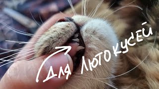 Кошка Морошка потеряла зубь! Зубная фея принесла нам тапочки для дрифта по дому