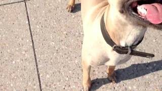 Belgischer Schäferhund