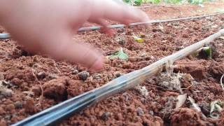 Sistema de irrigacao por gotejamento em horta