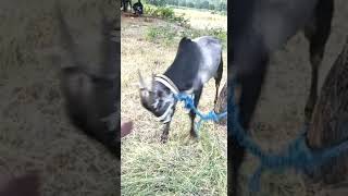 Kadagathur jallikattu training